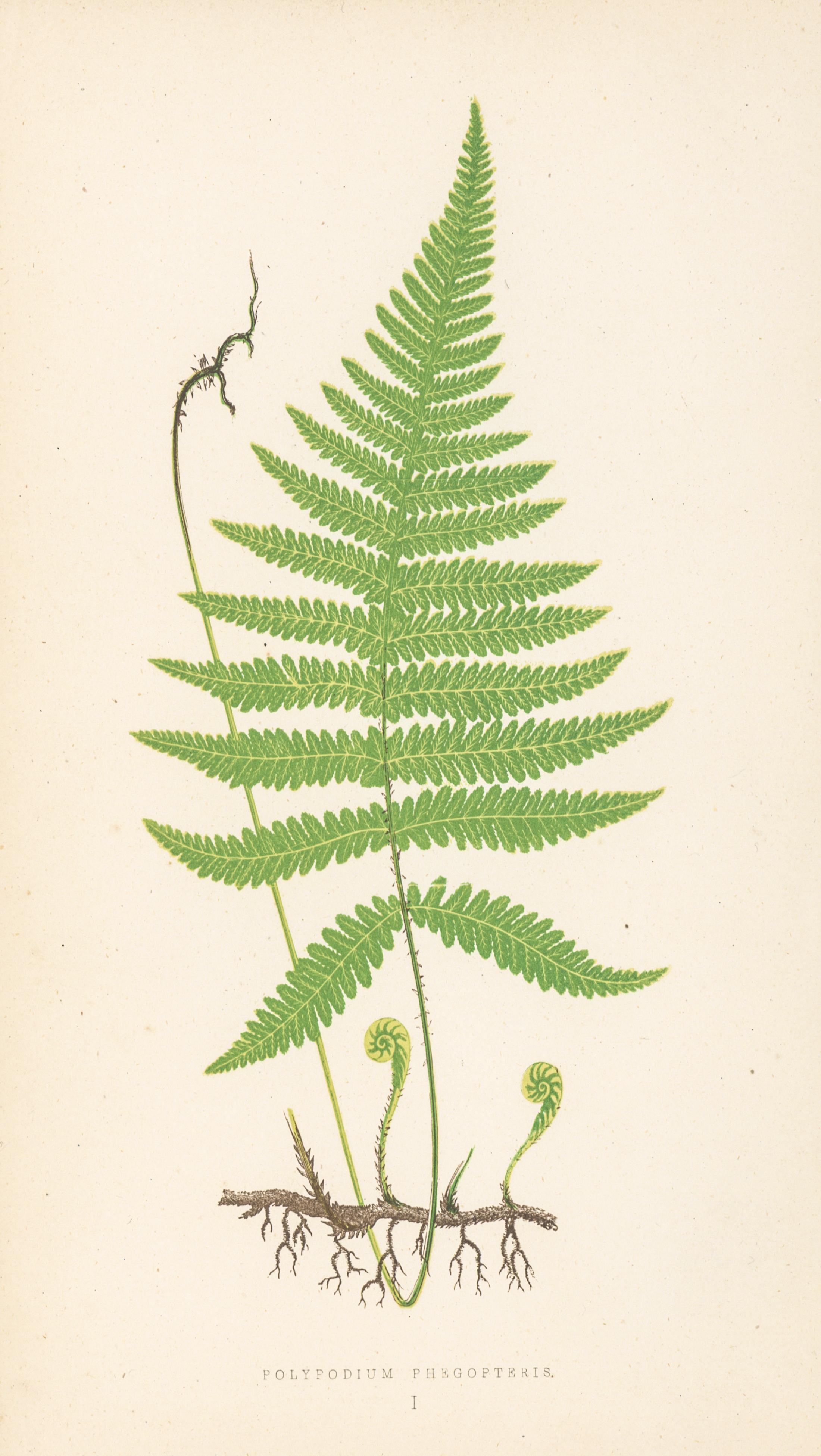 woodwardia virginica