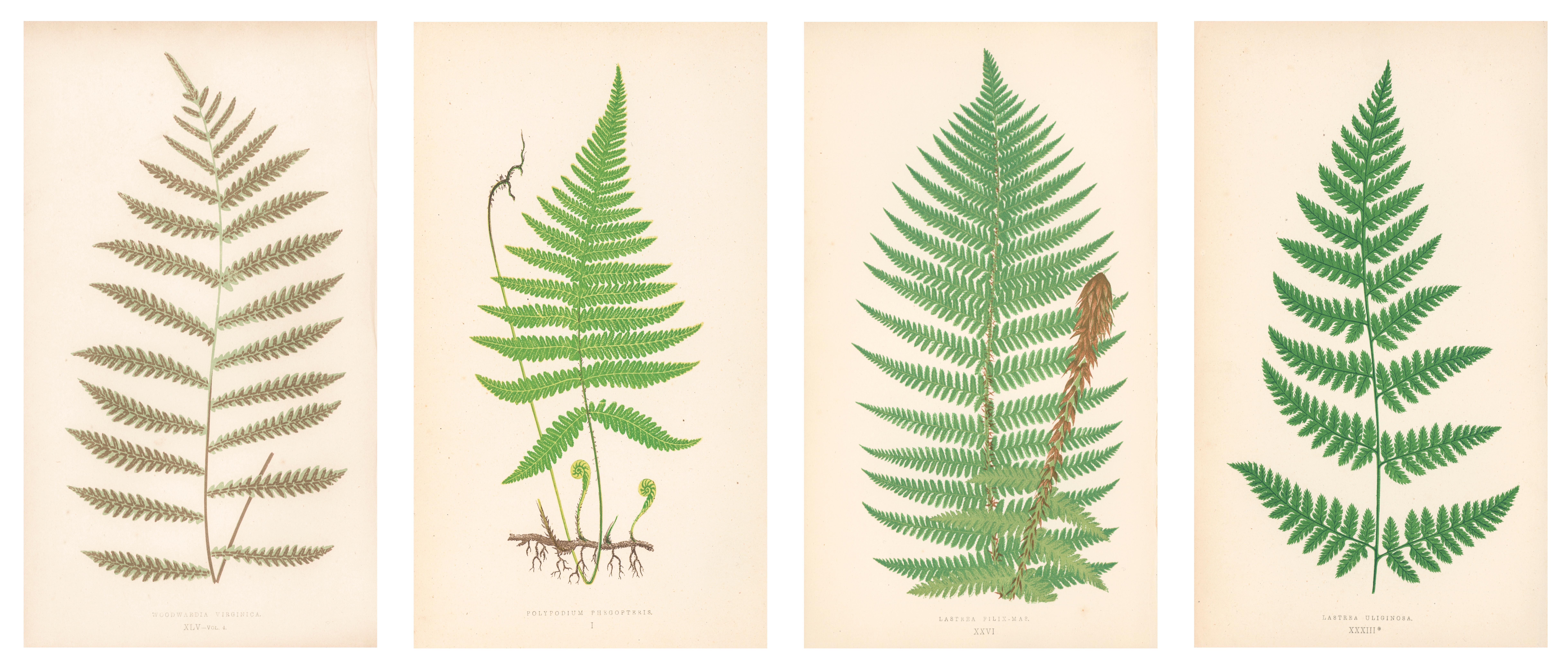 Unknown Print - Grouping of Four Ferns