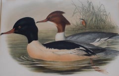 Hand-Colored c1862 Lithograph Pl. 315 Goosander from John Gould's "The Birds of