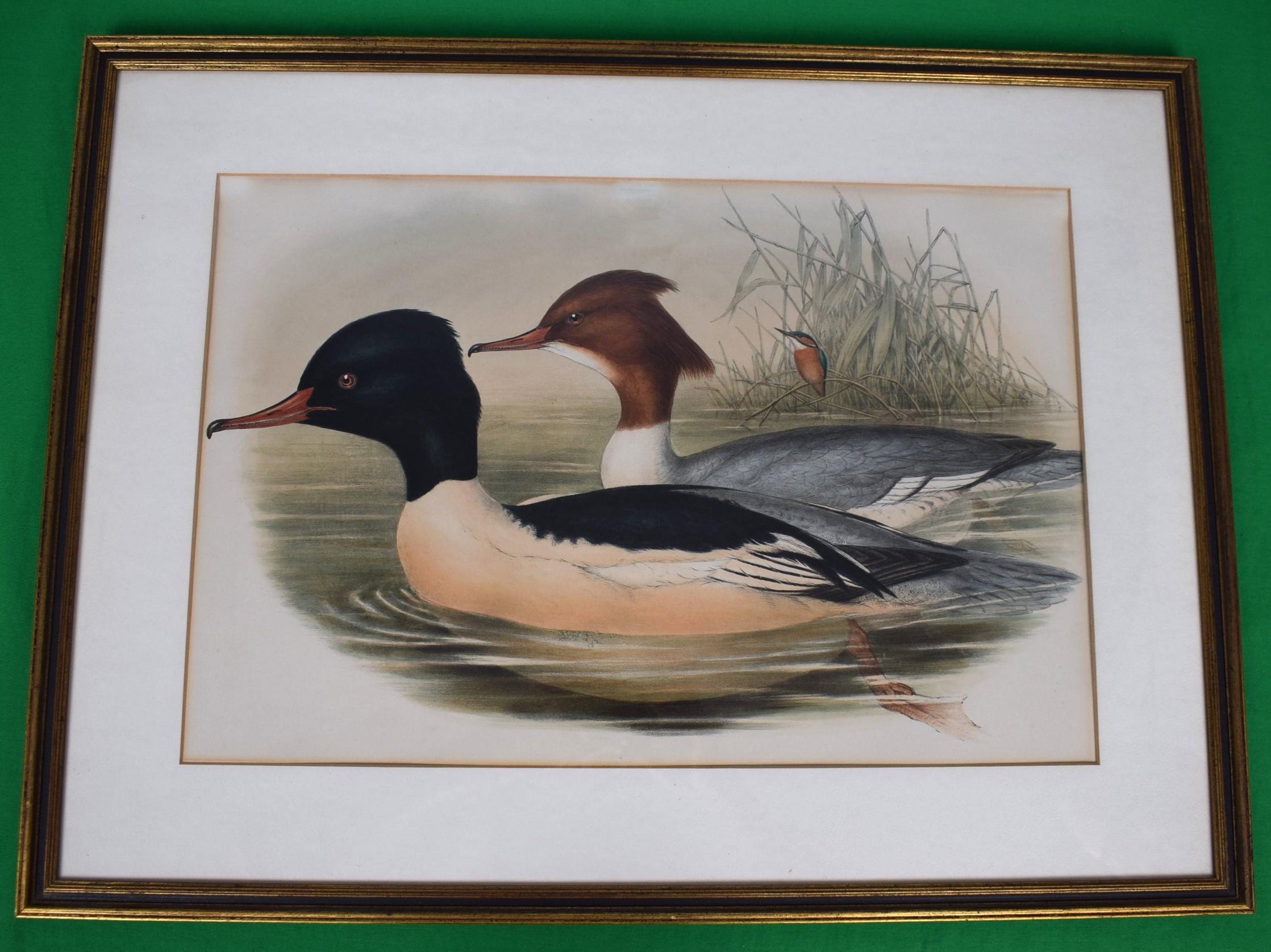 Litografia colorata a mano, 1862 circa, tav. 315: Smergo maggiore, tratta da "The Birds of" di John Gould