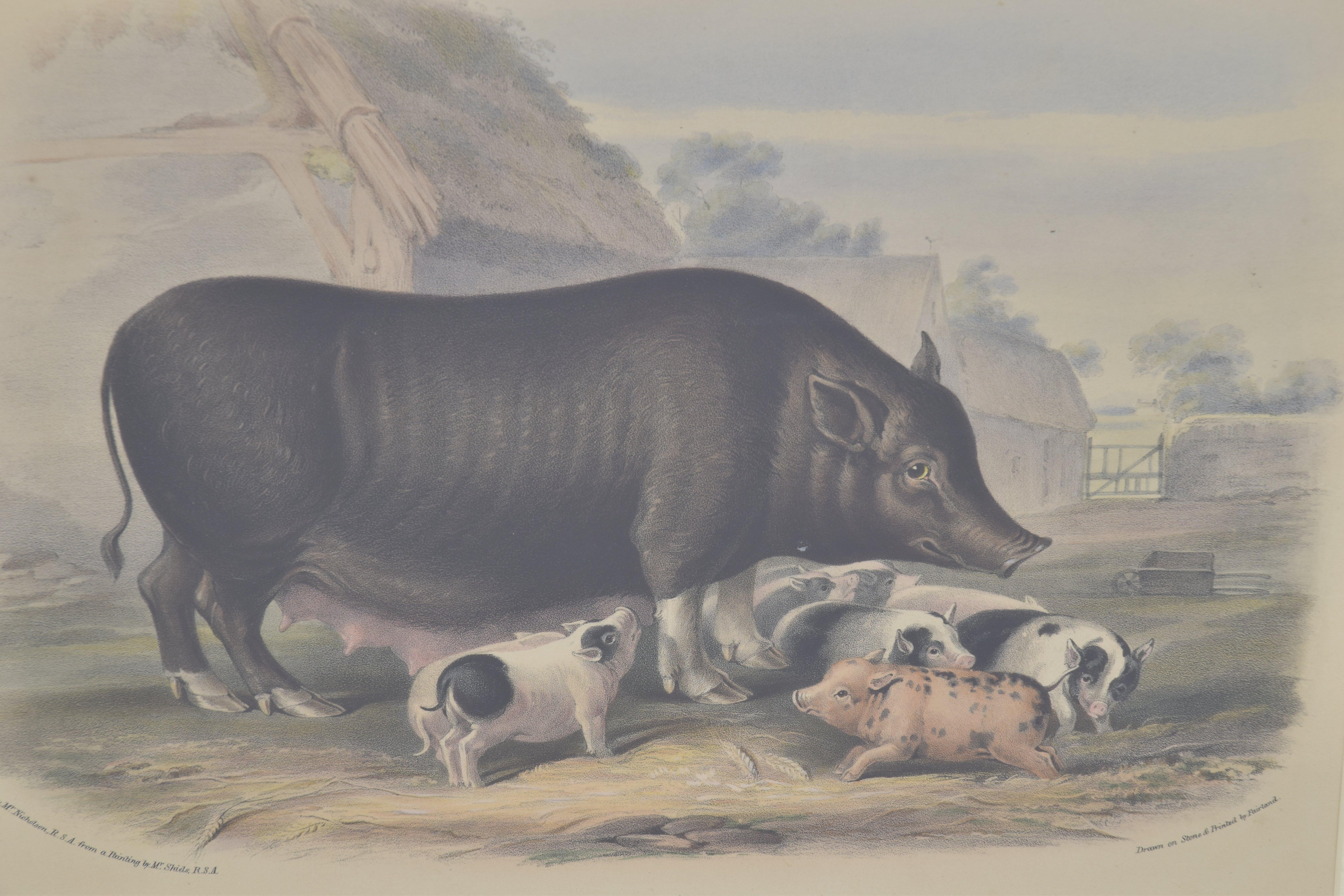 Handkolorierter Teller aus sizilianischem Breed Sow mit Schweinen, 19. Jahrhundert – Print von Unknown
