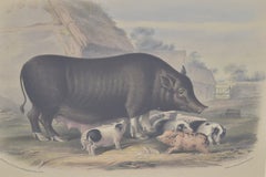 Hand-Colored Plate of Siamese Breed Sow with Piglets, 19th Century