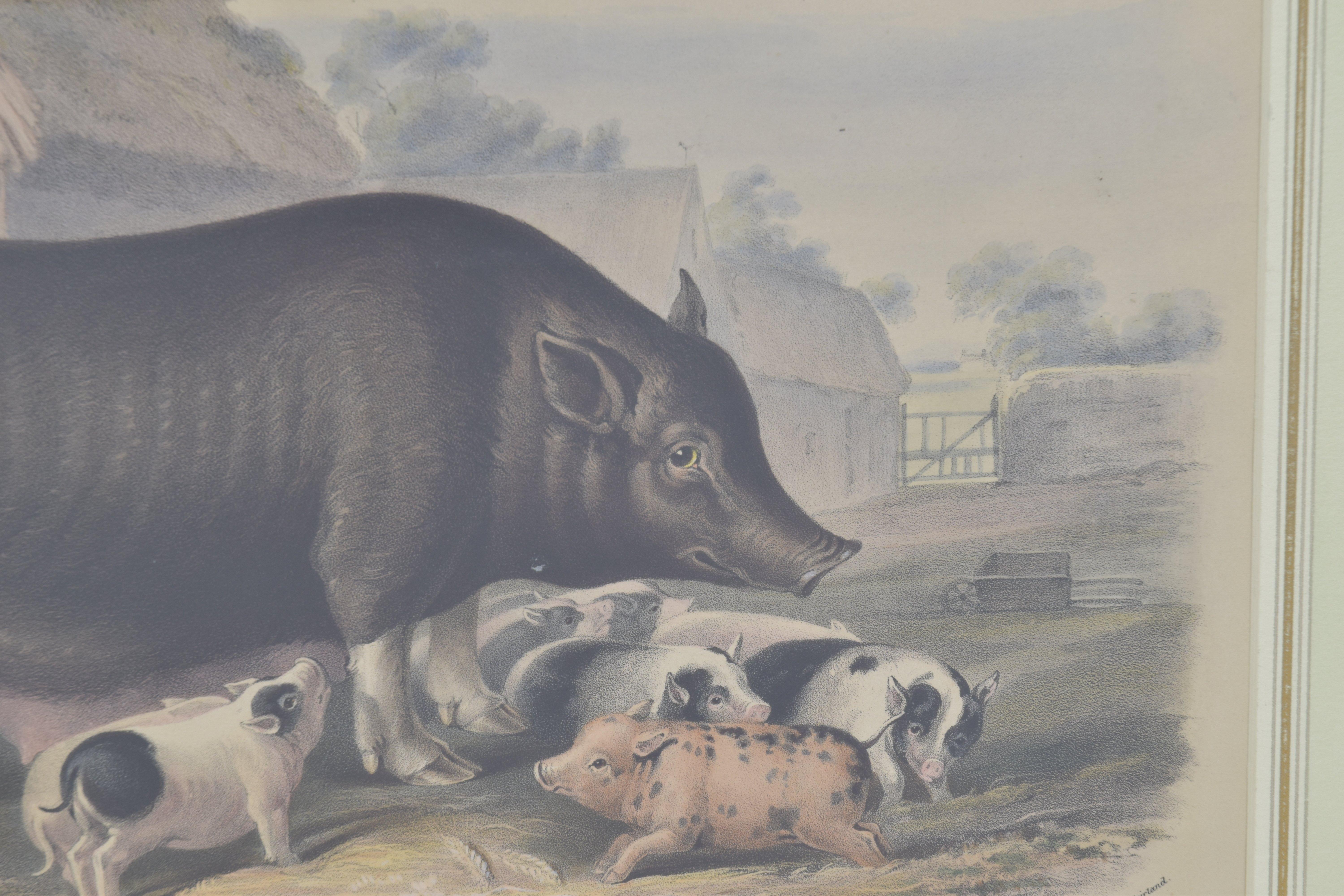 Handkolorierter Teller aus sizilianischem Breed Sow mit Schweinen, 19. Jahrhundert (Akademisch), Print, von Unknown