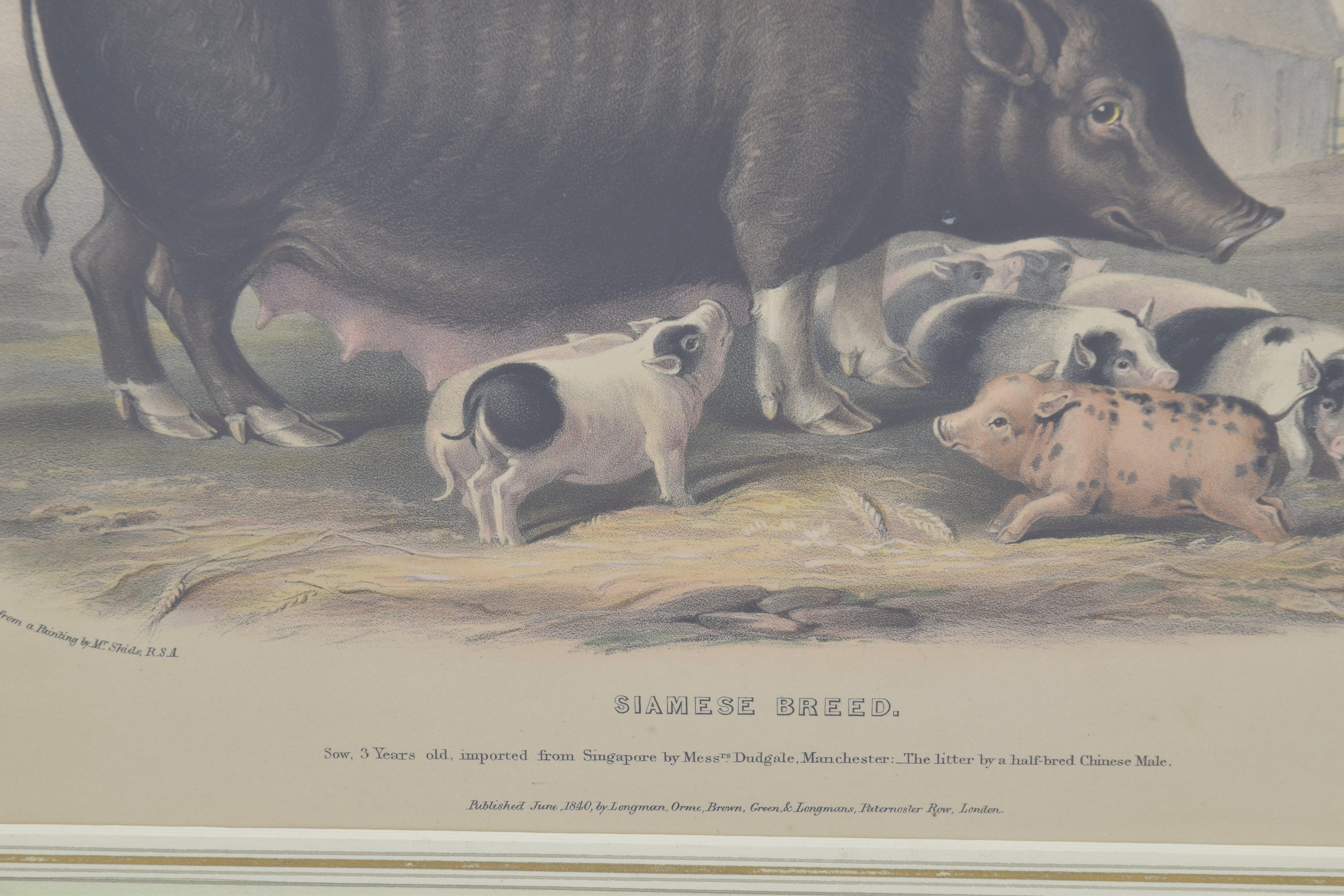 Handkolorierter Teller aus sizilianischem Breed Sow mit Schweinen, 19. Jahrhundert (Beige), Animal Print, von Unknown