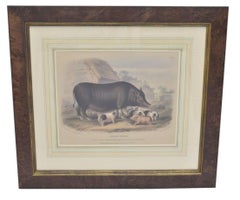 Hand-Colored Plate of Siamese Breed Sow with Piglets, 19th Century