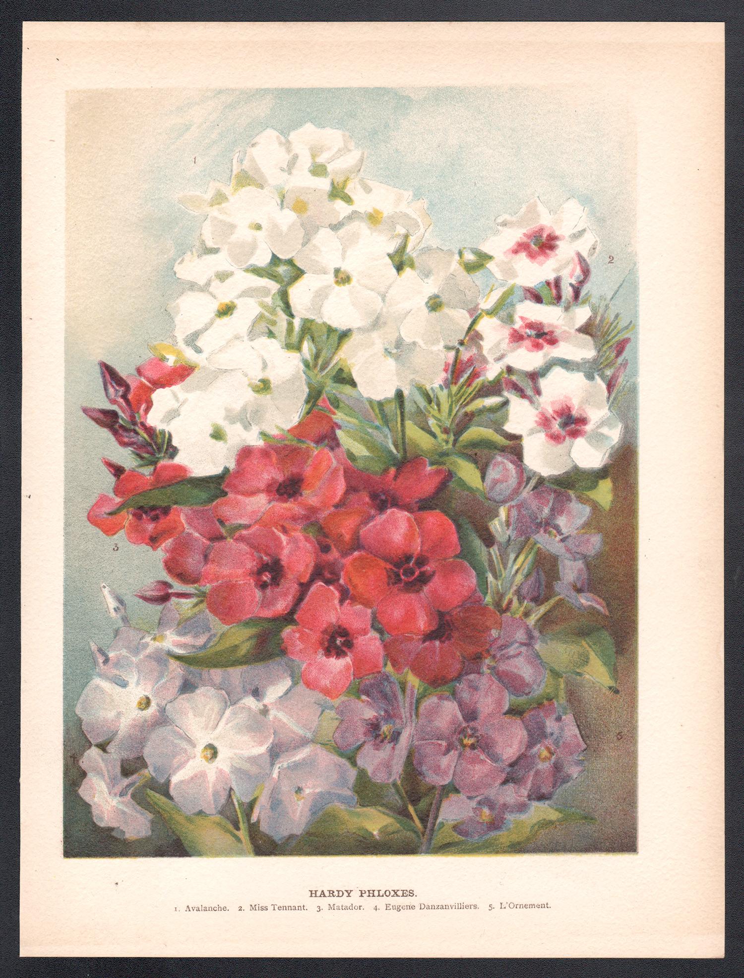 Hardy Phloxes, cromolitografía botánica de flores antiguas inglesas, 1896 - Print de Unknown