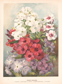 Hardy Phloxes, English antique flower botanical chromolithograph, 1896