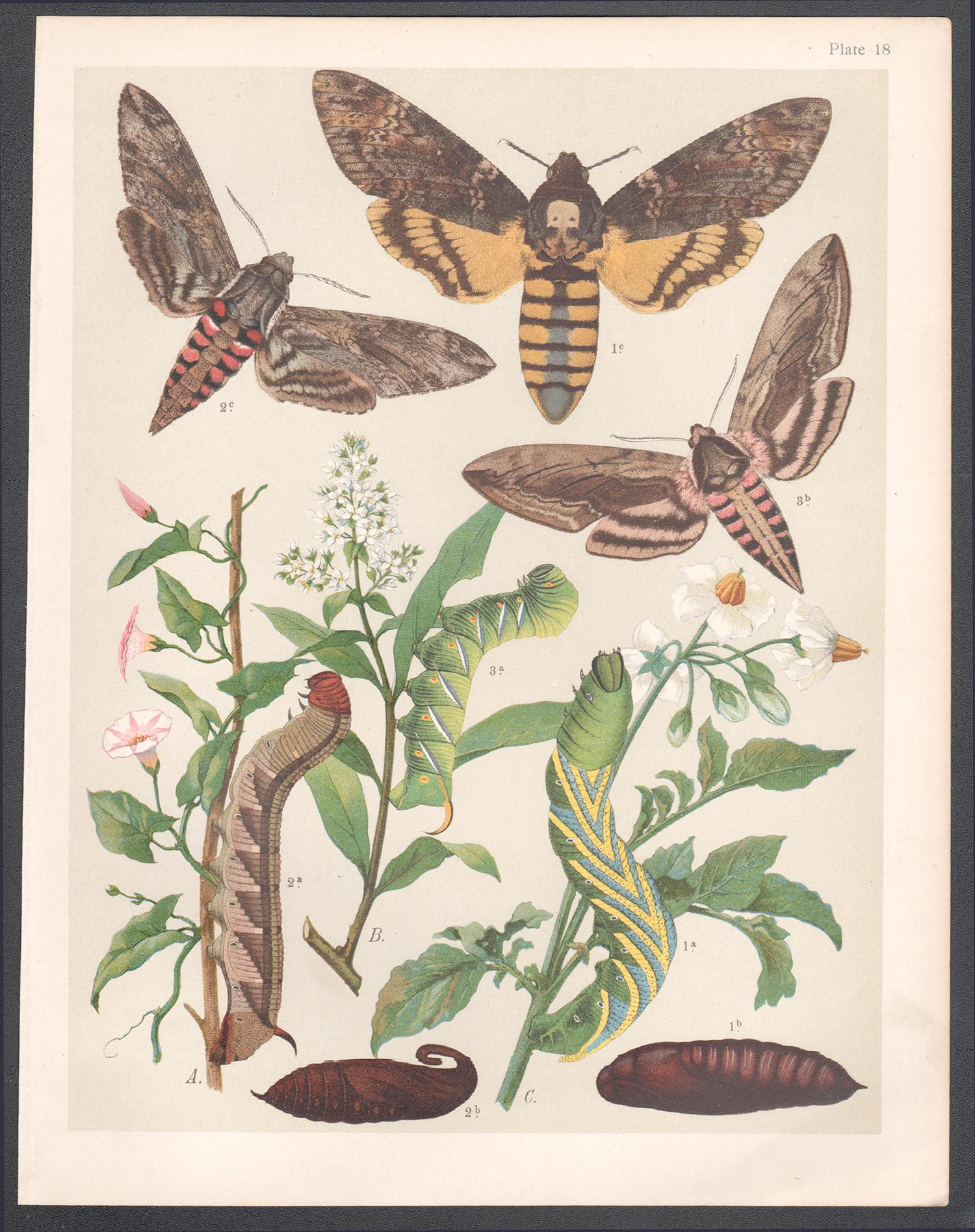 Hawk Moths, English antique natural history Lepidoptera chromolithograph print - Print by Unknown