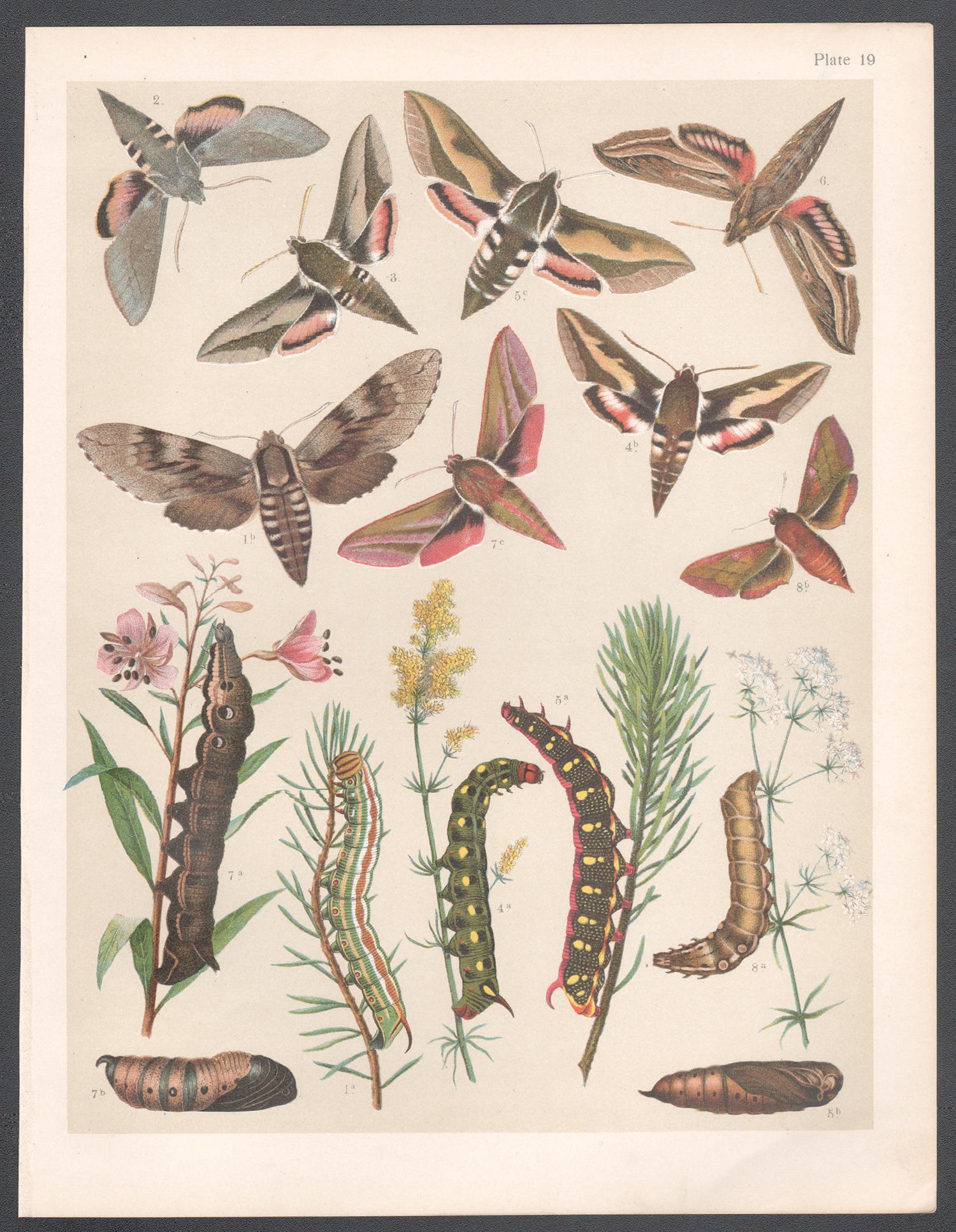 Hawk Moths, gravure chromolithographie anglaise d'histoire naturelle ancienne de Lepidoptera - Print de Unknown