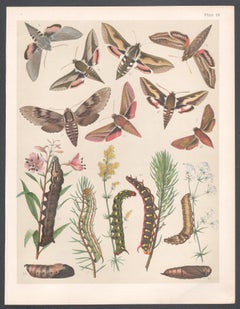 Hawk Moths, Englische antike Naturgeschichte, Lepidoptera-Chromolithographie