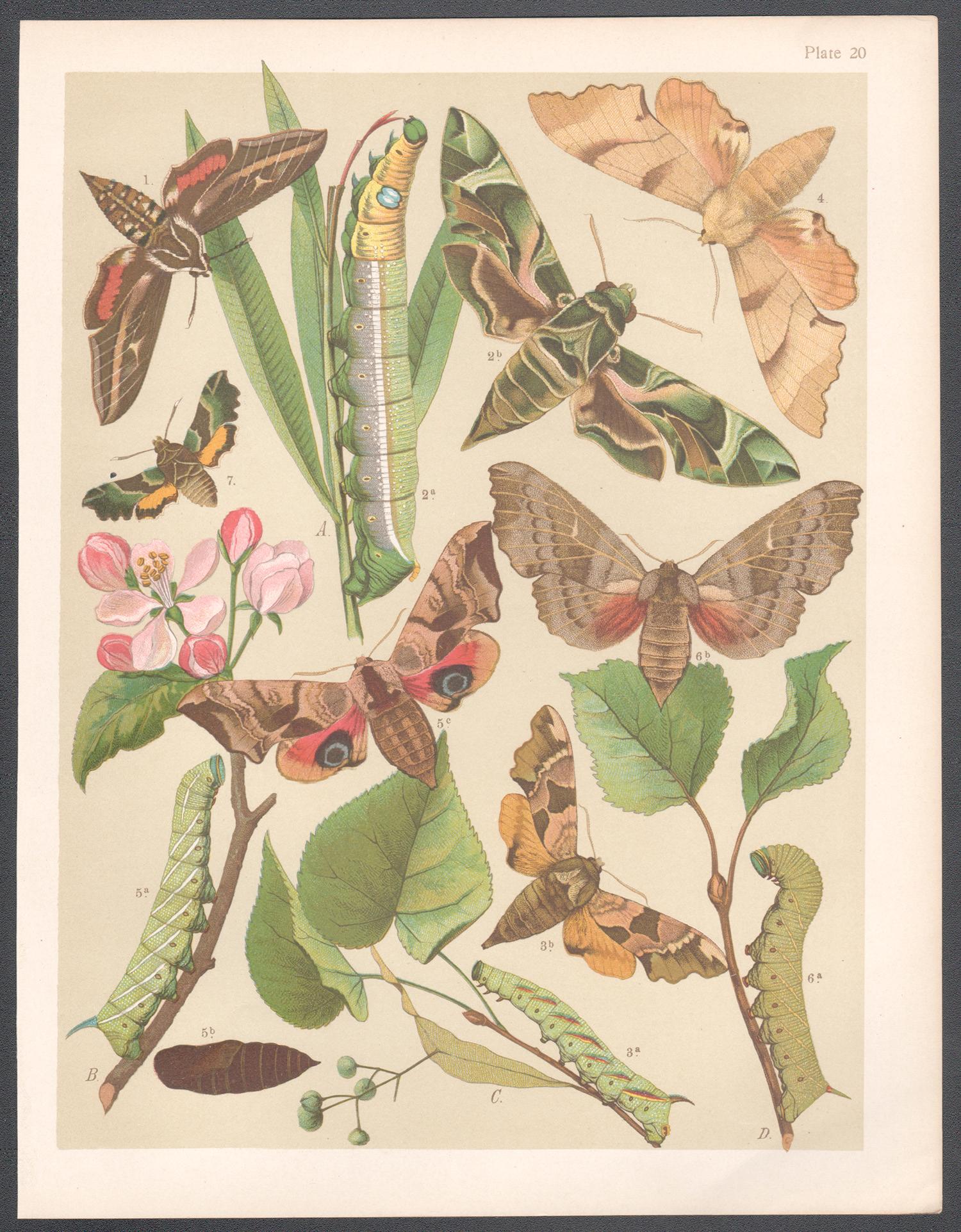Hawk Moths, English antique natural history Lepidoptera chromolithograph print - Print by Unknown