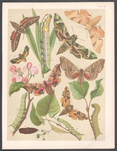Hawk Moths, Englische antike Naturgeschichte, Lepidoptera-Chromolithographie