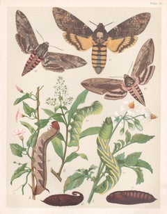 Hawk Moths, gravure chromolithographie anglaise d'histoire naturelle ancienne de Lepidoptera