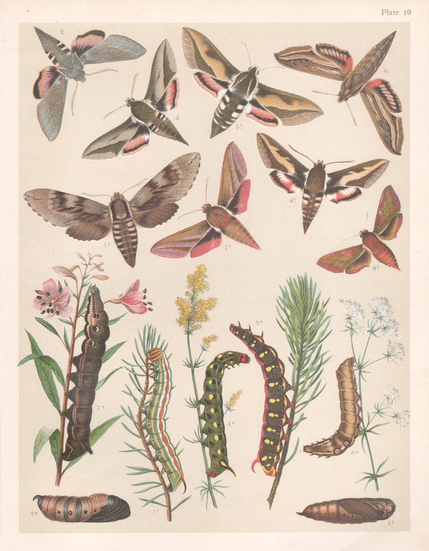 Hawk Moths, English antique natural history Lepidoptera chromolithograph print