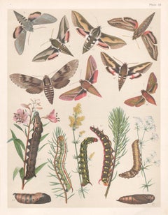 Hawk Moths, English natural history chromolithograph, circa 1900