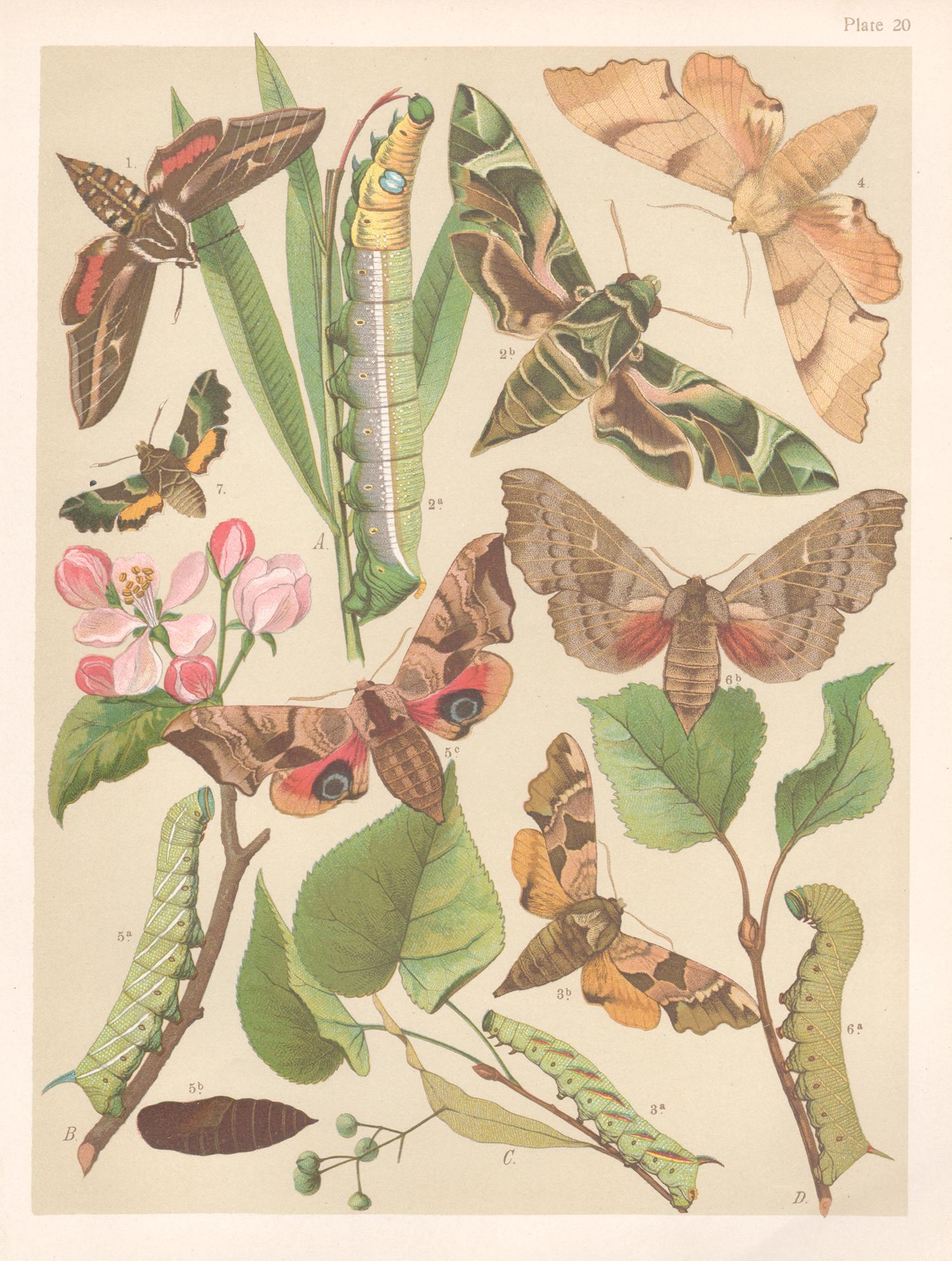 Animal Print Unknown - Hawk Moths, gravure chromolithographie anglaise d'histoire naturelle ancienne de Lepidoptera