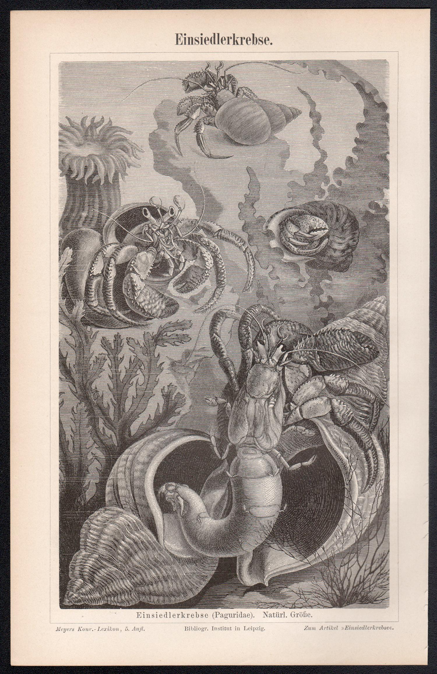 Cangrejos ermitaños, animal antiguo alemán grabado crustáceo submarino - Print de Unknown