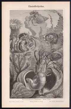 Hermit Crabs, German animal antique underwater crustacean engraving print
