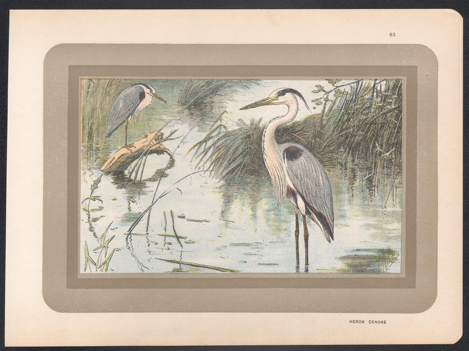 Grey Heron, French antique natural history water bird art illustration print - Print by Unknown