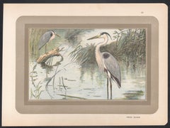 Grey Heron, French antique natural history water bird art illustration print