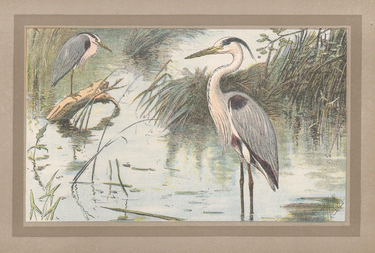 Grauer Heron, französischer antiker Naturgeschichte- Illustrationsdruck mit Wasservogel
