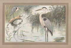 Grey Heron, French Vintage natural history water bird art illustration print