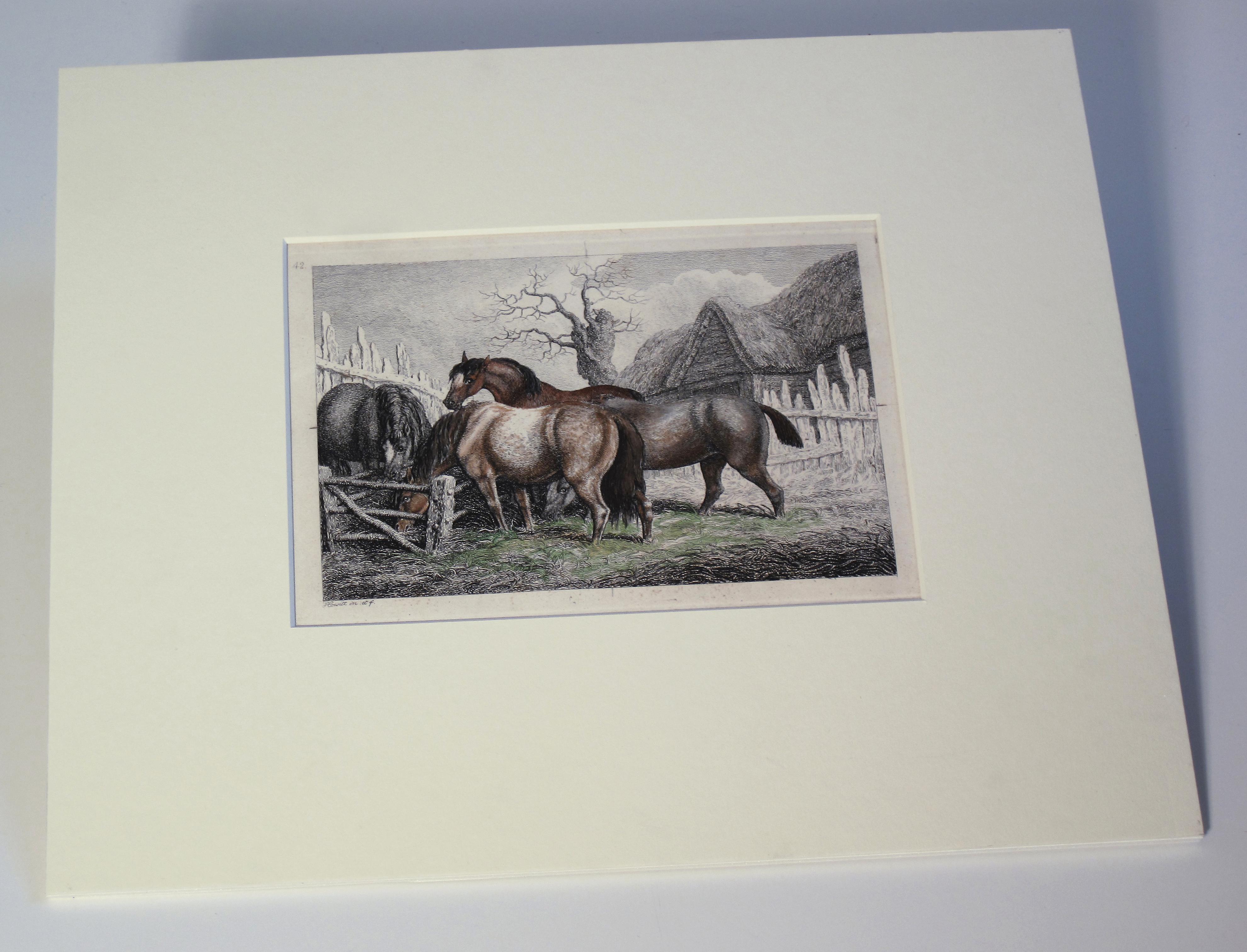 Tirage ancien chevaux - Print de Unknown