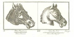 Antique Horses Heads - Ancient Roman Bas-Reliefs - Original Etching - 18th Century