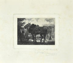 Horses - Original Etching 19th Century