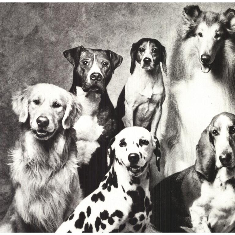 Howard Bernman 'Family of Dog' 1989- Offset Lithograph For Sale 1