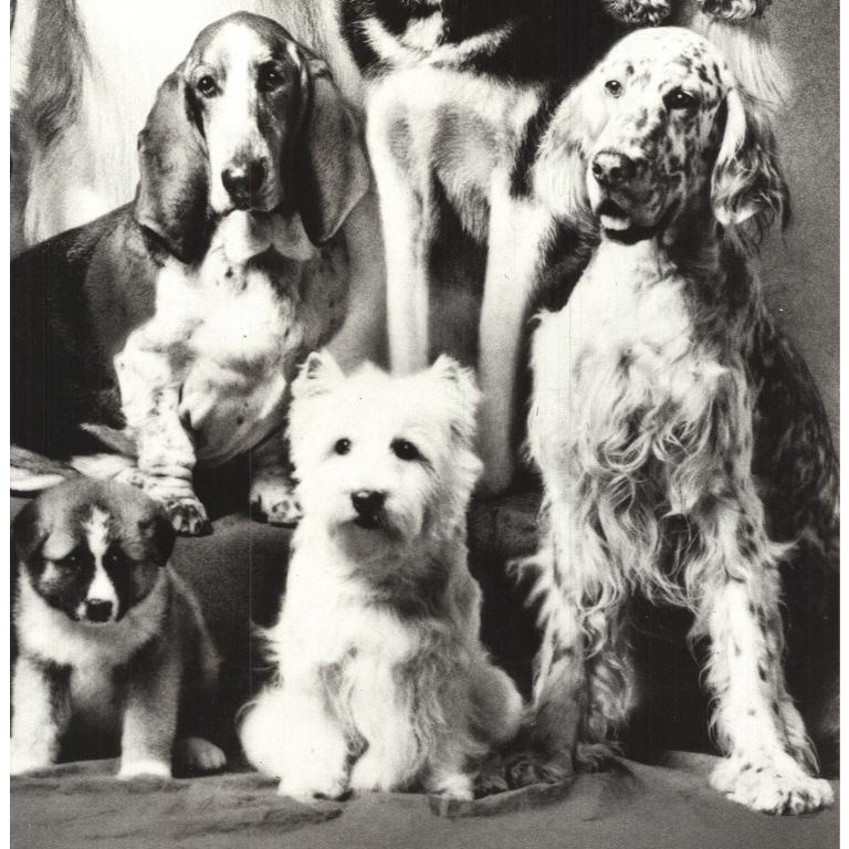 Howard Bernman 'Family of Dog' 1989- Offset Lithograph For Sale 2
