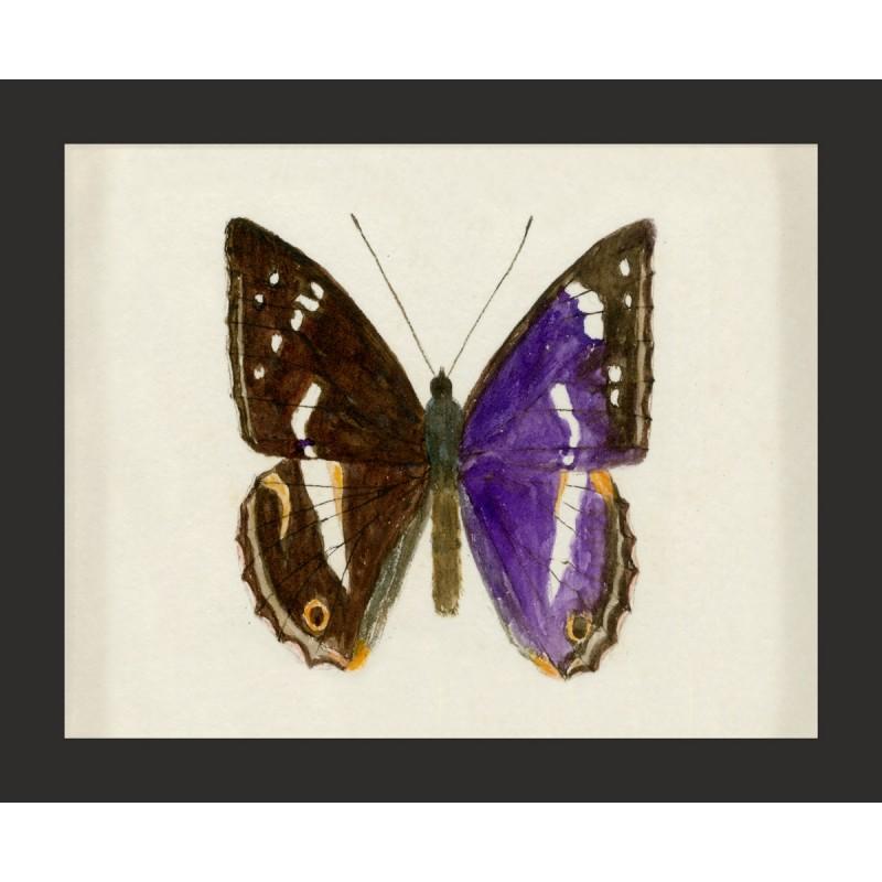 Unknown Animal Print - Hubbard Butterfly No. 1160, giclee print, framed
