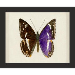 Hubbard Butterfly No. 1160, giclee print, unframed