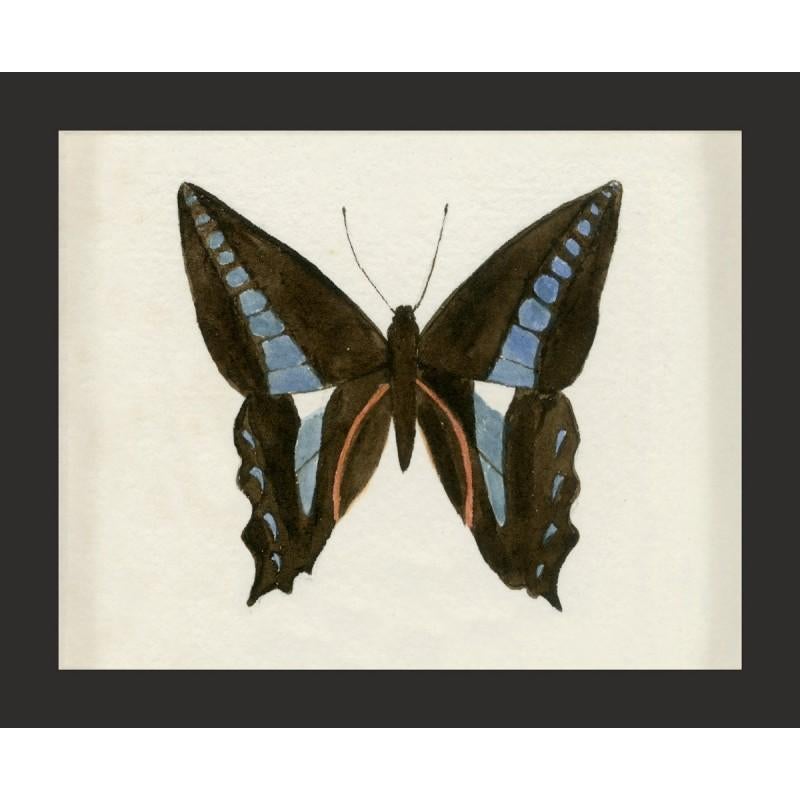 Unknown Animal Print - Hubbard Butterfly No. 1201, giclee print, framed