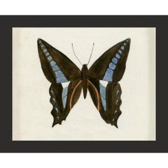 Hubbard Butterfly No. 1201, giclee print, framed