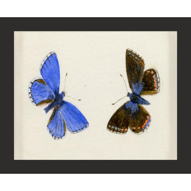 Unknown Animal Print - Hubbard Butterfly No. 1300, giclee print, framed