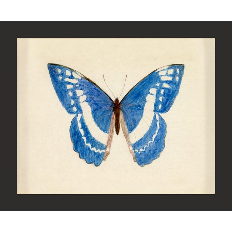 Unknown Animal Print - Hubbard Butterfly No. 135, giclee print, framed