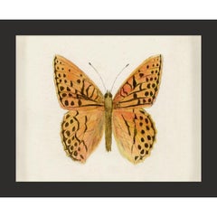 Hubbard Butterfly No. 1353, giclee print, framed