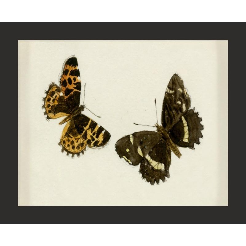 Unknown Animal Print - Hubbard Butterfly No. 1408, giclee print, framed