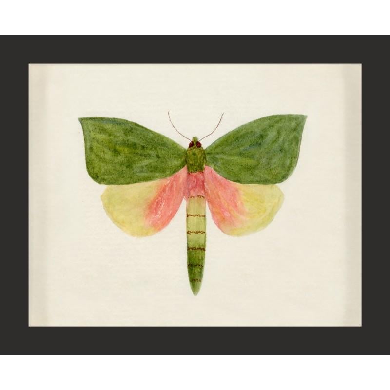 Unknown Animal Print - Hubbard Butterfly No. 146, giclee print, framed