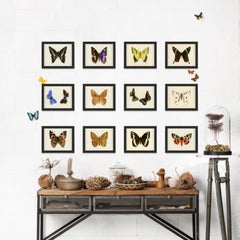 Hubbard Butterfly No. 1488, giclee print, framed
