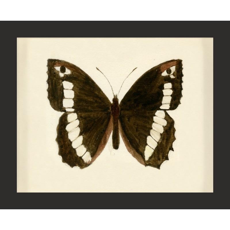 Unknown Animal Print - Hubbard Butterfly No. 1488, giclee print, framed