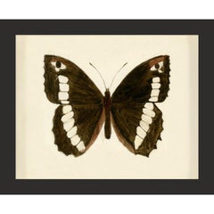Hubbard Butterfly No. 1488, giclee print, framed Hubbard Butterfly No. 1488, giclee print, framed