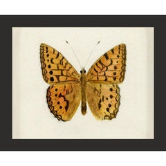 Hubbard Butterfly No. 1495, giclee print, framed