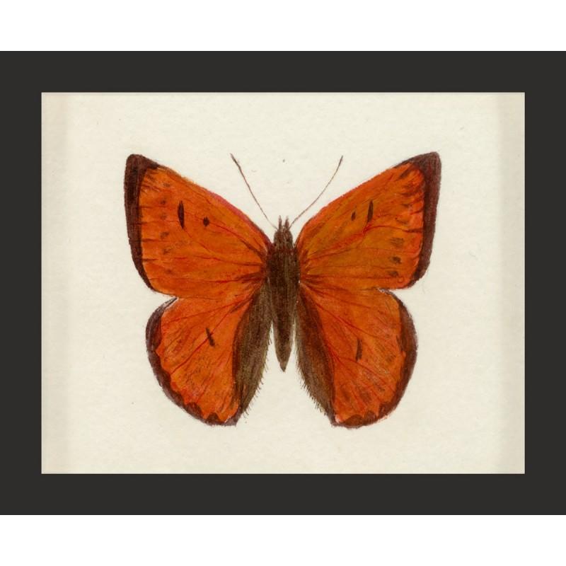 Unknown Animal Print - Hubbard Butterfly No. 168, giclee print, framed
