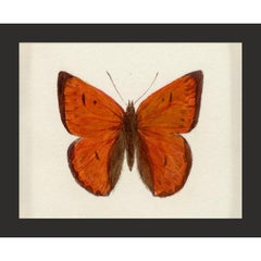 Hubbard Butterfly No. 168, giclee print, framed