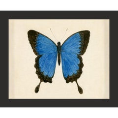 Hubbard Butterfly No. 181, giclee print, framed