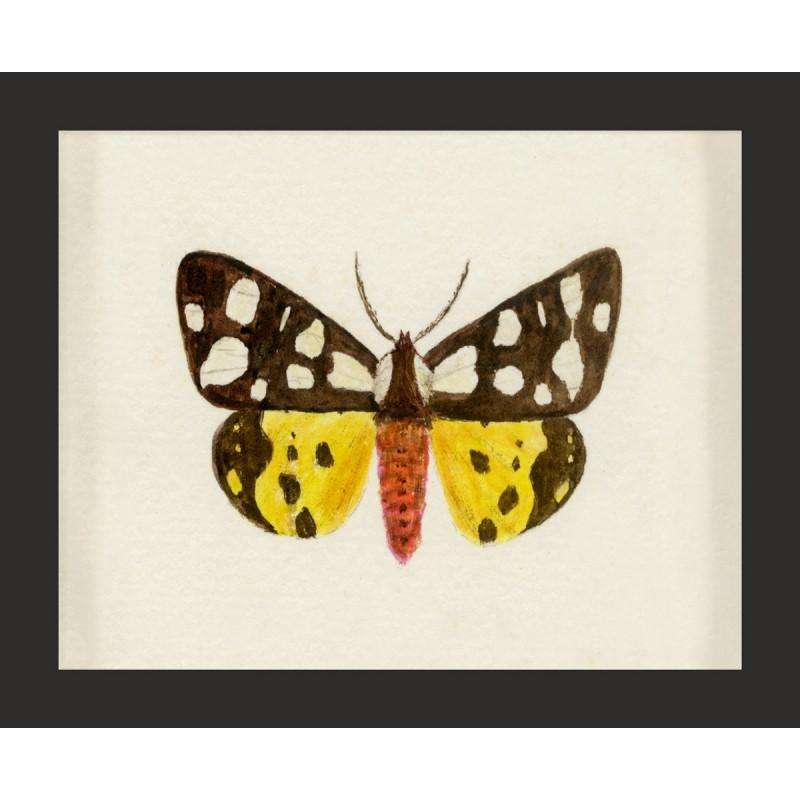Unknown Animal Print - Hubbard Butterfly No. 500, giclee print, framed