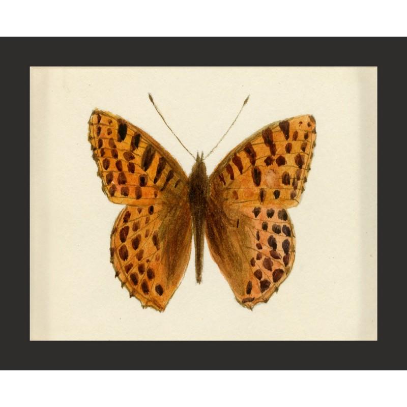 Unknown Animal Print - Hubbard Butterfly No. 52, giclee print, framed