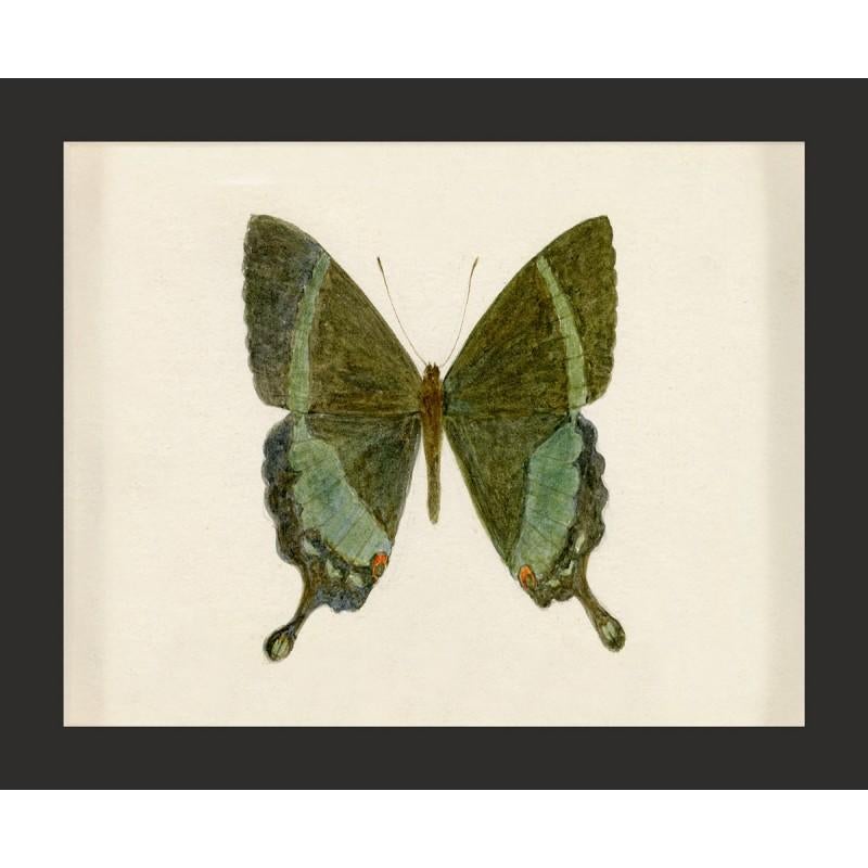 Unknown Animal Print - Hubbard Butterfly No. 522, giclee print, framed